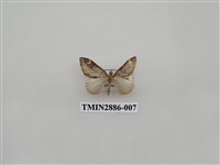 藏品(尺蛾615)的圖片